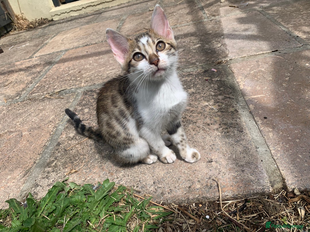 Bengal cats for sale: MIXED BENGAL KITTENS - Image 10