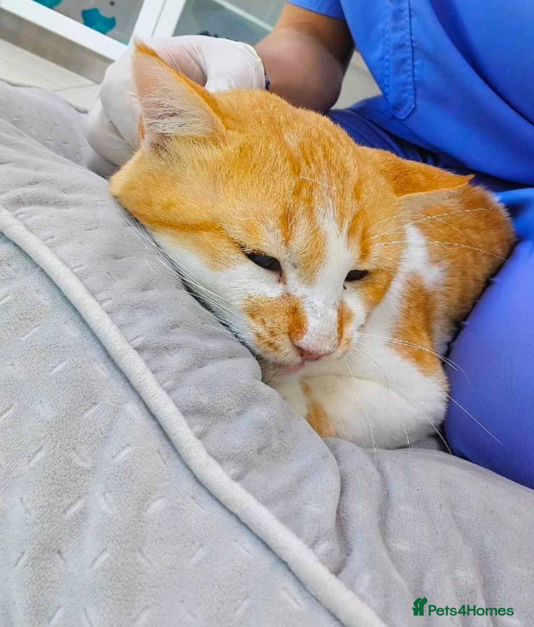 Mixed Breed cats for adoption: [Indoors Only] Tweety! Teddy loving bear  - Advert 3