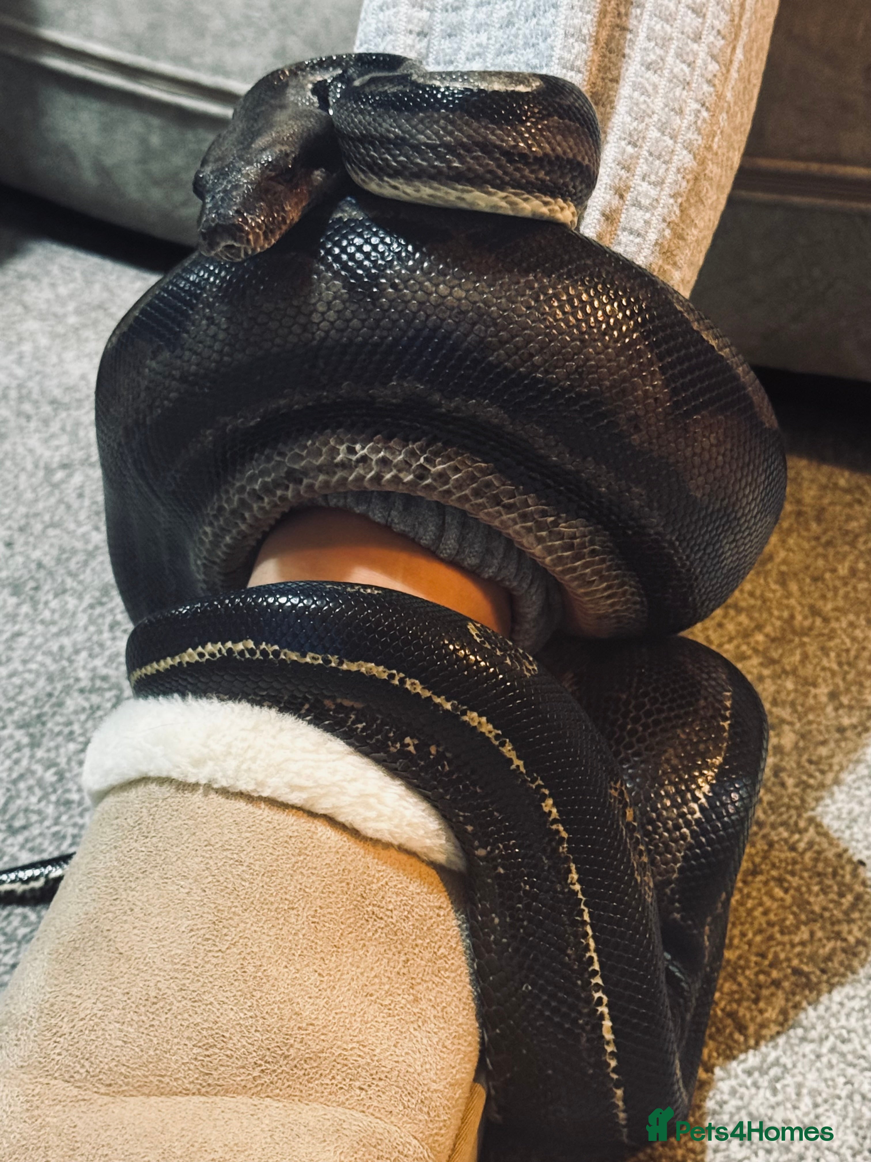 Boa Snake reptiles Beautiful male Boa 3 yrs old&full set up available in Market Drayton - Advert 11