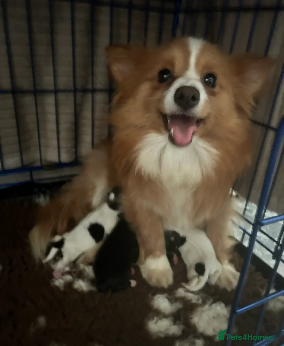 Pomchi dogs for sale: Pomchi puppies - Advert 1