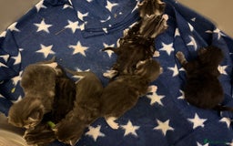 Maine Coon cats for sale: 7 beautiful kittens  - Image 8