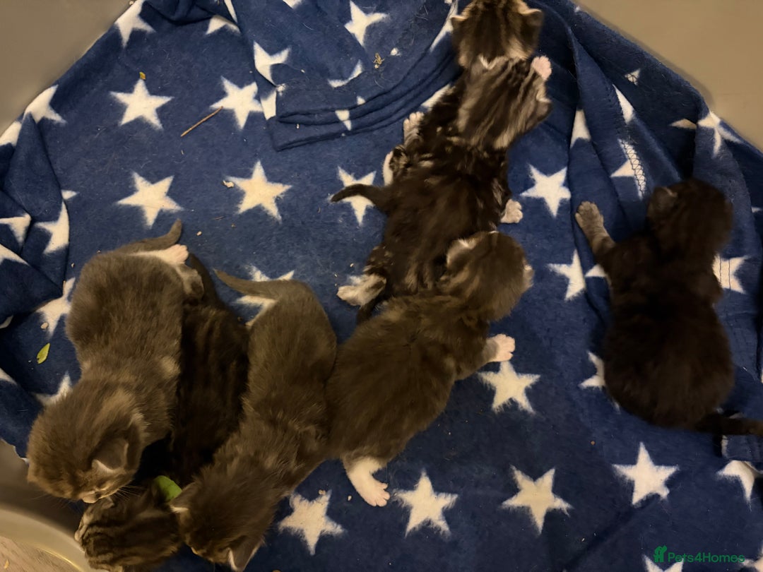 Maine Coon cats for sale: 7 beautiful kittens  - Image 8