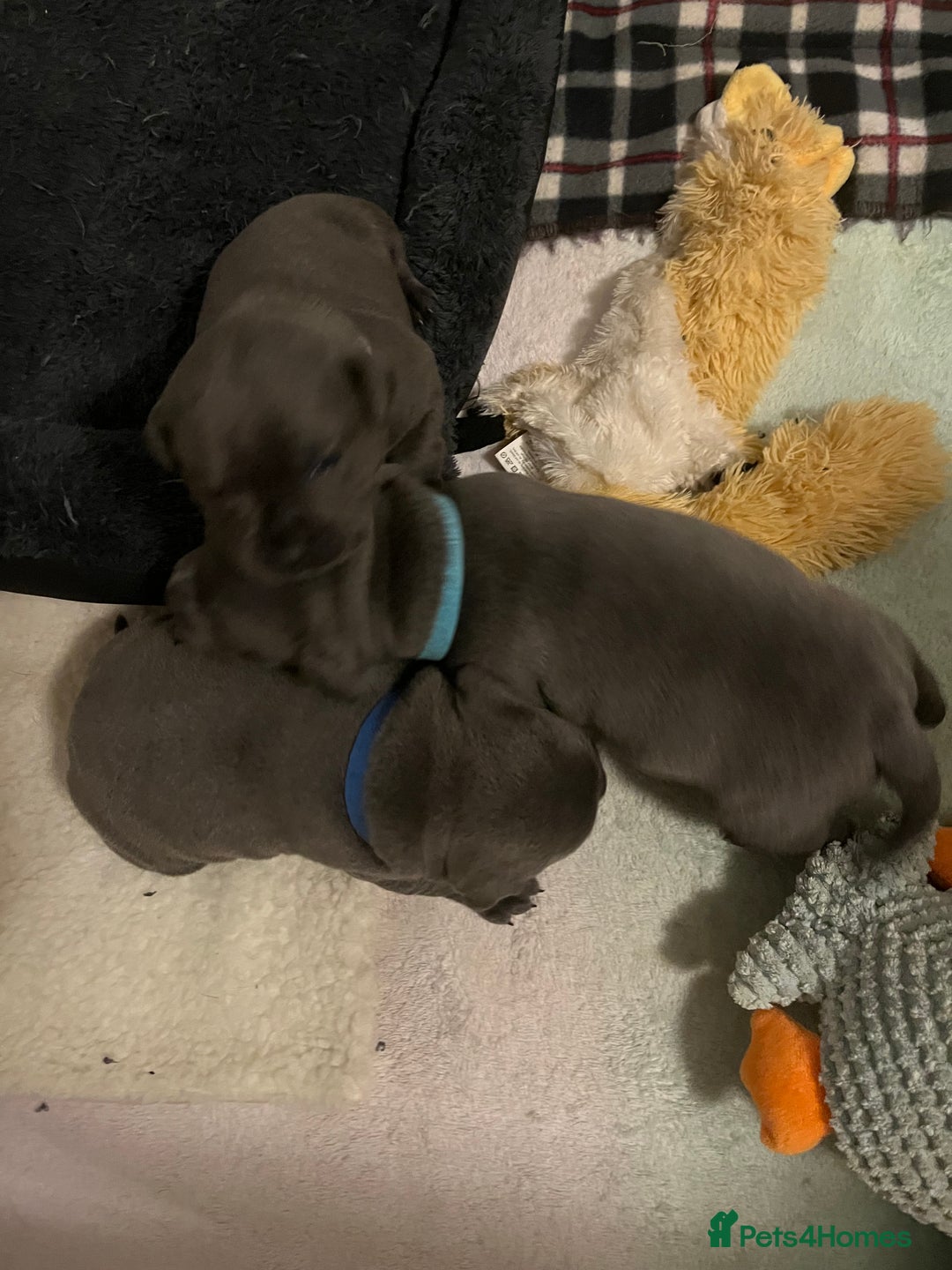 Staffordshire Bull Terrier dogs for sale: Blue Staffordshire bull terrier puppies  - Advert 8