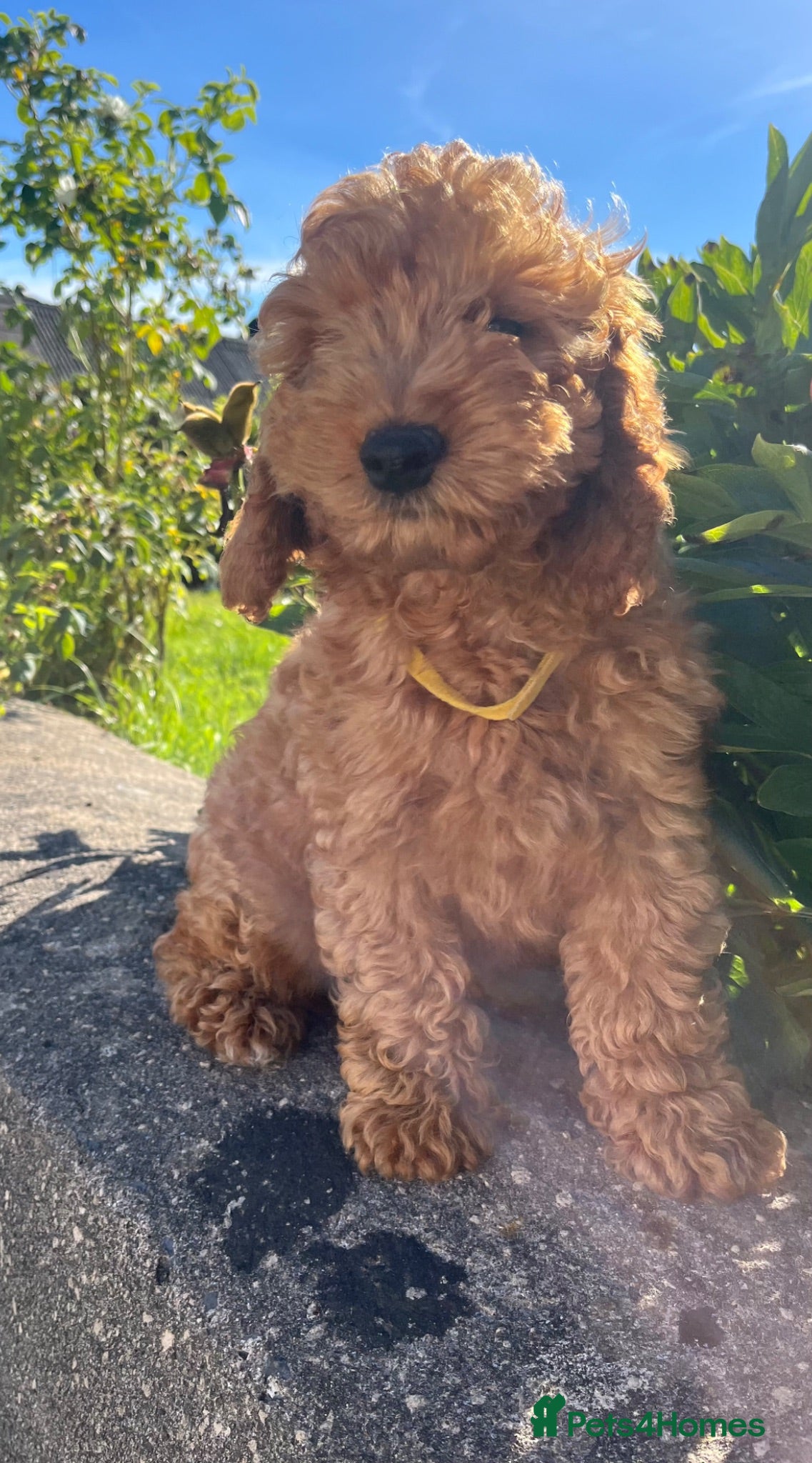 Cockapoo dogs Stunning cockapoo puppies  - Advert 6