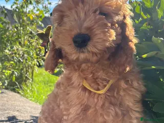 Cockapoo dogs Stunning cockapoo puppies - Advert 6