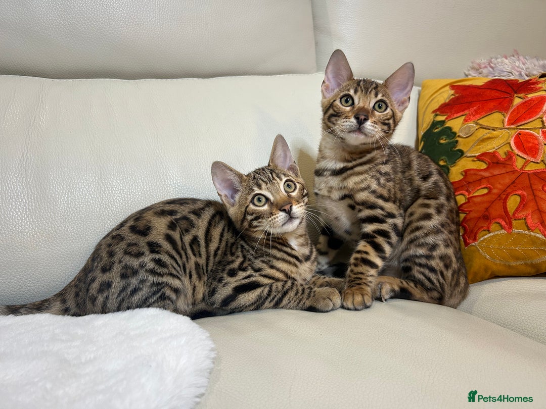 Bengal cats for sale: Bangal Kittens  - Image 7