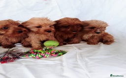 Cavapoo dogs for sale: Cavapoo - Image 3