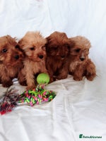 Cavapoo dogs - Advert 9