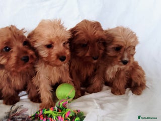 Cavapoo dogs Cavapoo - Advert 6