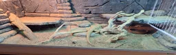 Bearded Dragon reptiles for sale: 2x female bearded dragons plus vivariums - Advert 6