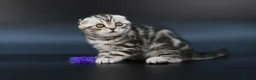Scottish Fold cats for sale: LICENSED CATTERY, PURE BREED TOP QUALITY KITTENS - Advert 26