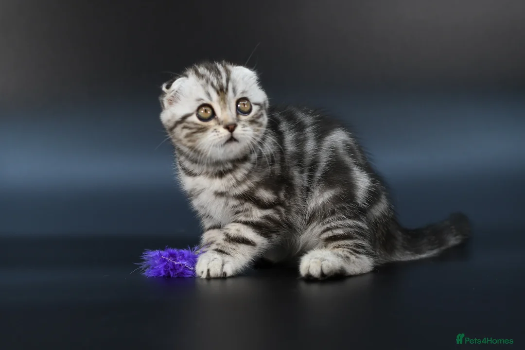 Scottish Fold cats for sale: LICENSED CATTERY, PURE BREED TOP QUALITY KITTENS - Advert 26