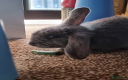 Mixed Breed rabbits for sale: Healthy Rabbit Kits - Seeking Homes - Image 5