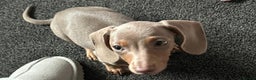 Miniature Dachshund dogs for sale: Lilac tan miniature Dachshund  - Advert 1