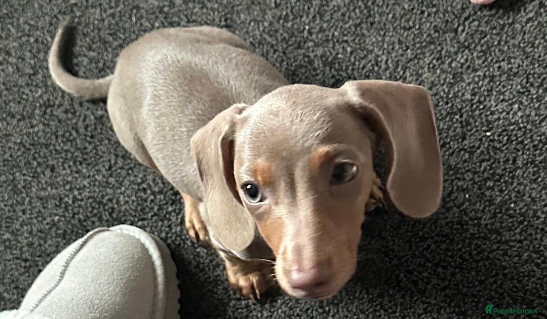Miniature Dachshund dogs for sale: Lilac tan miniature Dachshund  - Advert 1