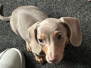Miniature Dachshund dogs Lilac tan miniature Dachshund - Advert 1