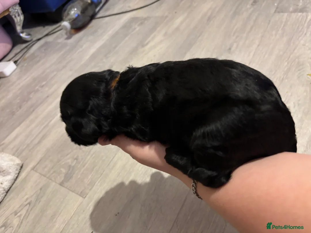 Mixed Breed dogs for sale: One girl puppie - Advert 10