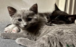 Mixed Breed cats for sale: 3 mixed breed kittens  - Image 9