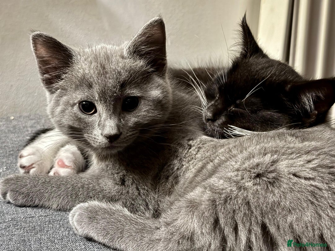 Mixed Breed cats for sale: 3 mixed breed kittens  - Image 9