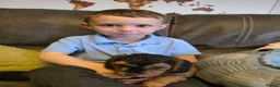 Cockapoo dogs for sale: Fabulous F1b cockerpoo puppies - Advert 4