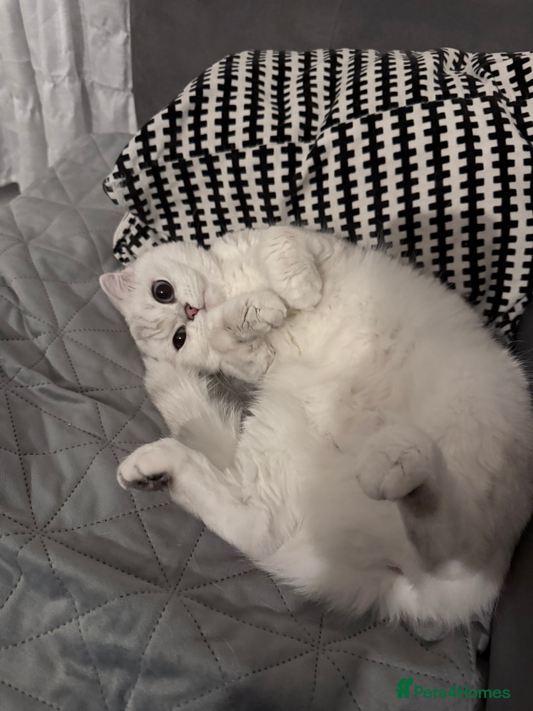 Scottish Fold cats for sale: White Scottish Fold Female looking for loving home - Advert 4