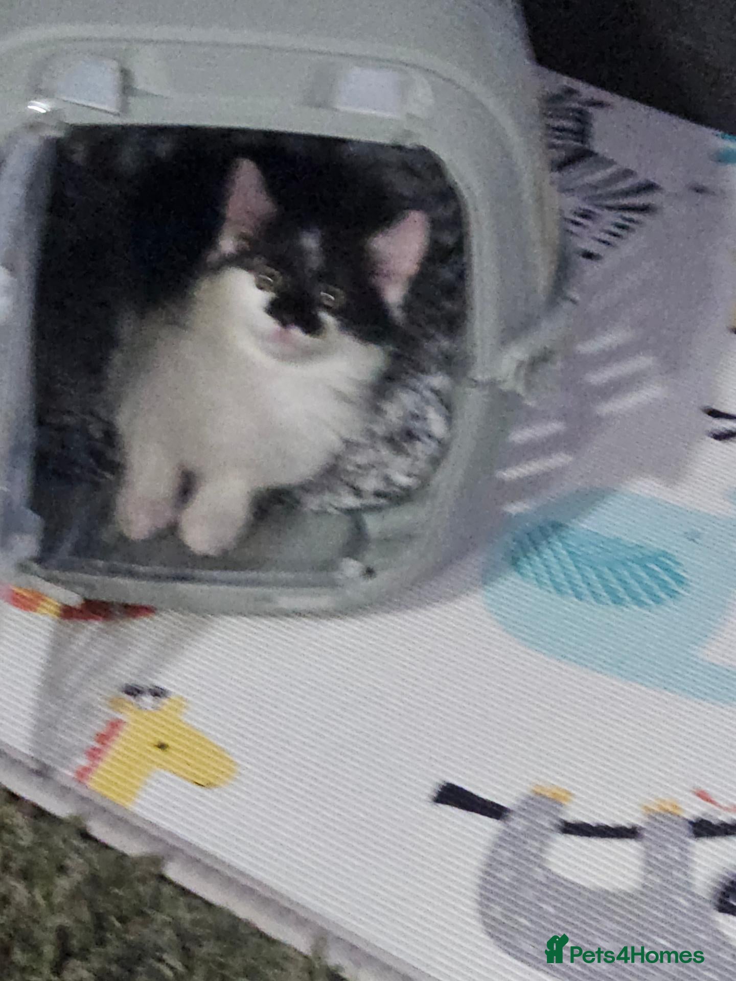 Mixed Breed cats 9 week old kitten  - Advert 1