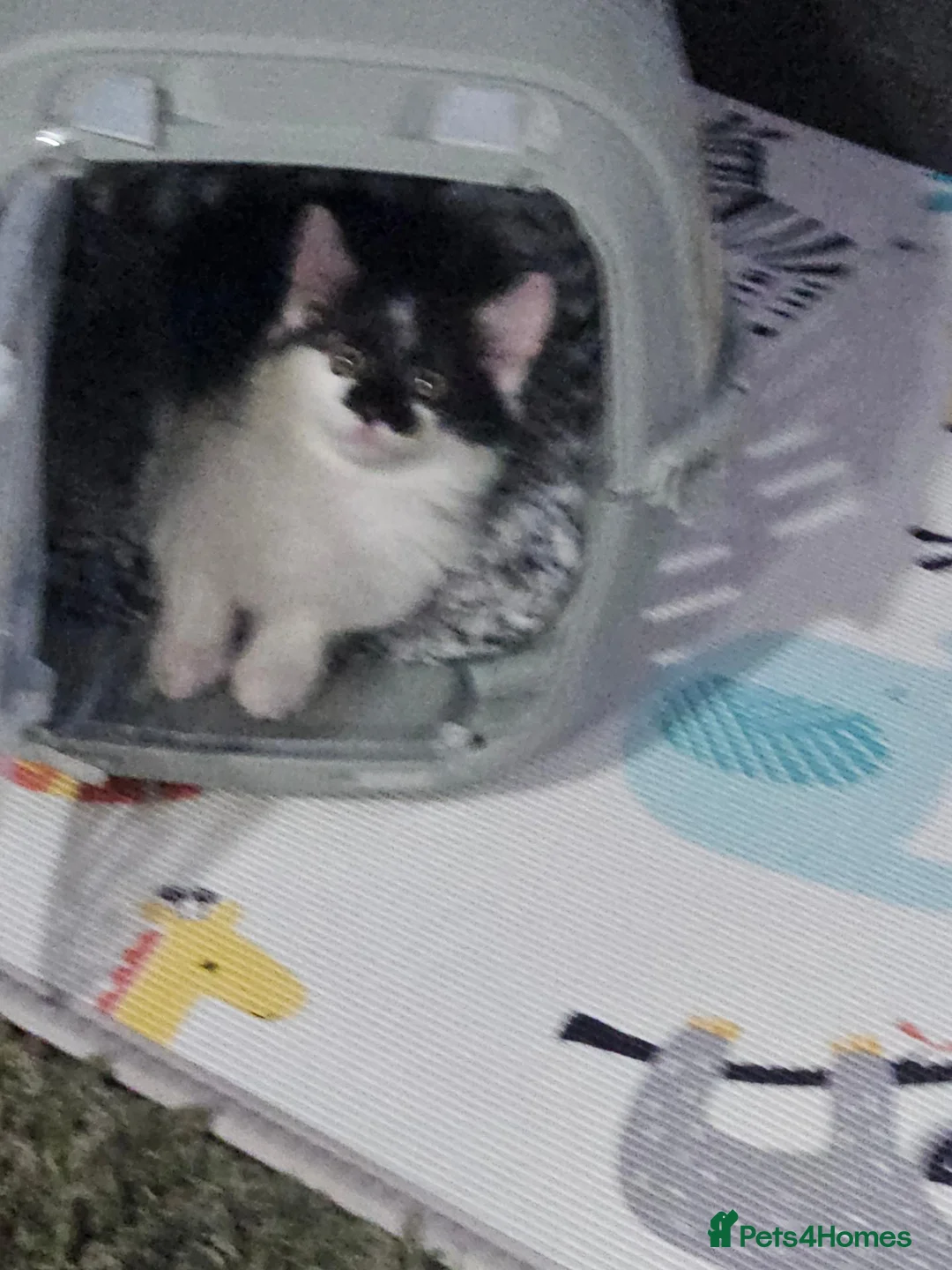 Mixed Breed cats for adoption: 9 week old kitten  in Reading - Advert 1