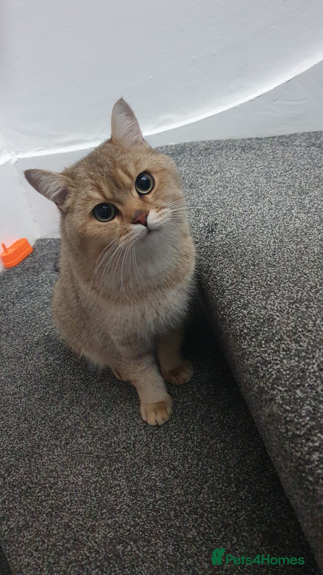 British Shorthair cats for sale: Golden British shorthair  - Advert 14