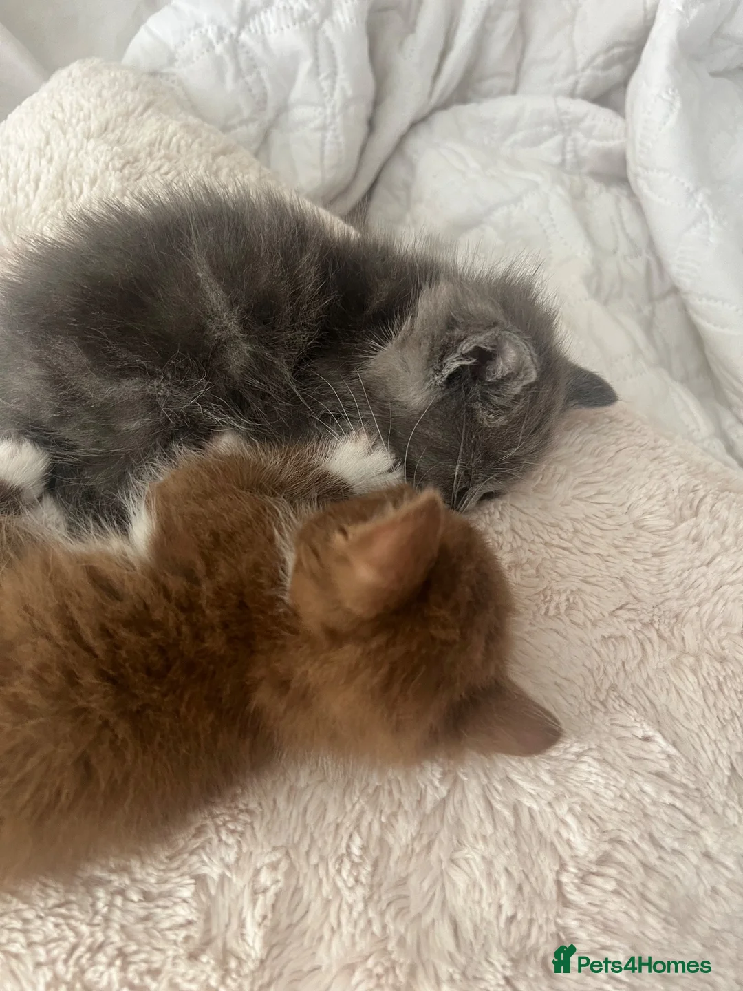 Mixed Breed cats for sale: British Shorthair / Mongrel kittens  - Advert 2