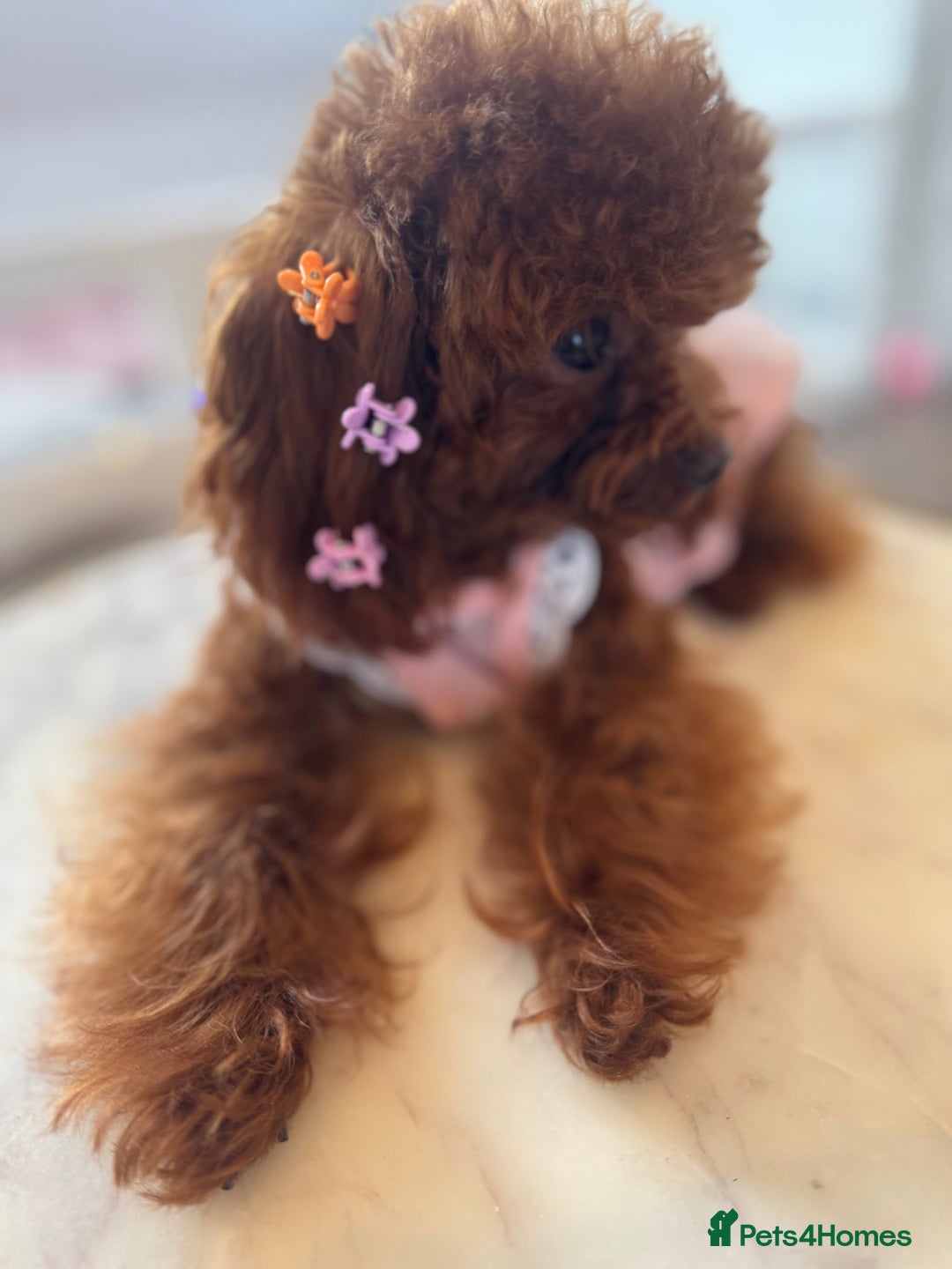 Toy Poodle dogs for sale: Asian female Poodle  - Advert 6