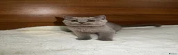 British Shorthair cats for sale: Two shorthair Girls lilac and blue - Advert 7