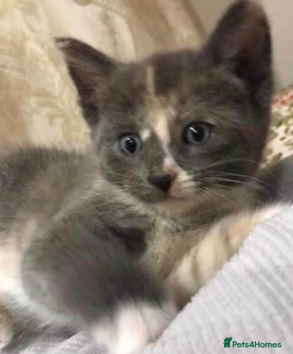 Mixed Breed cats  Cute kittens  (8 weeks old ) - Advert 12