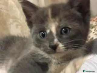 Mixed Breed cats Cute kittens (8 weeks old ) - Advert 12