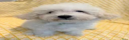 Maltipoo dogs for sale: Beautiful heath tested f1 Malitpoo babies  - Advert 23