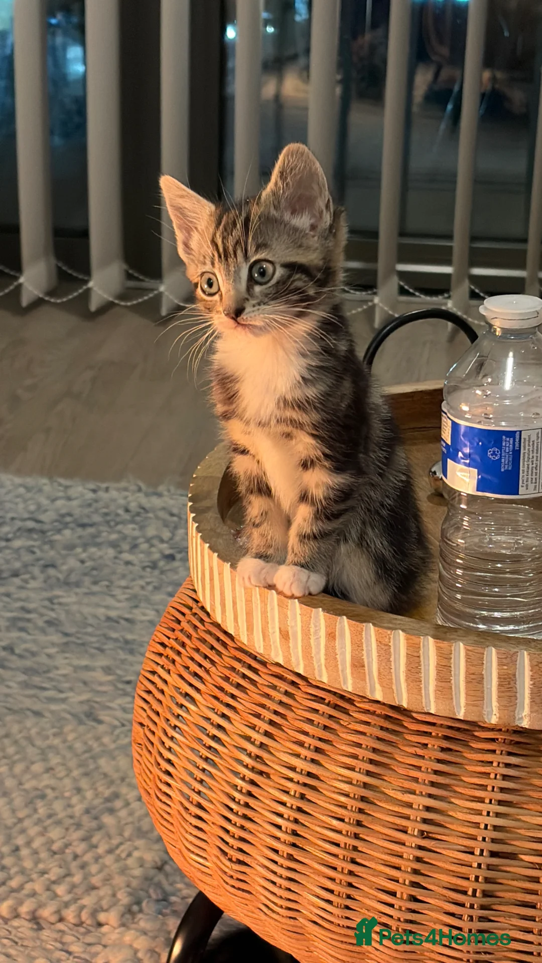 Domestic Shorthair cats for sale: Tabby type kitten  - Advert 2