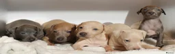 Italian Greyhound dogs for sale: KC Reg Italian Greyhounds - Advert 9