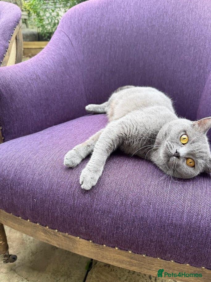 British Shorthair cats for sale: Beautiful Blue British Shorthair- Ready to collect - Advert 1
