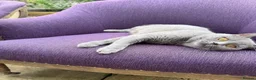 British Shorthair cats for sale: Beautiful Blue British Shorthair- Ready to collect - Advert 1