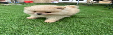Pomeranian 3