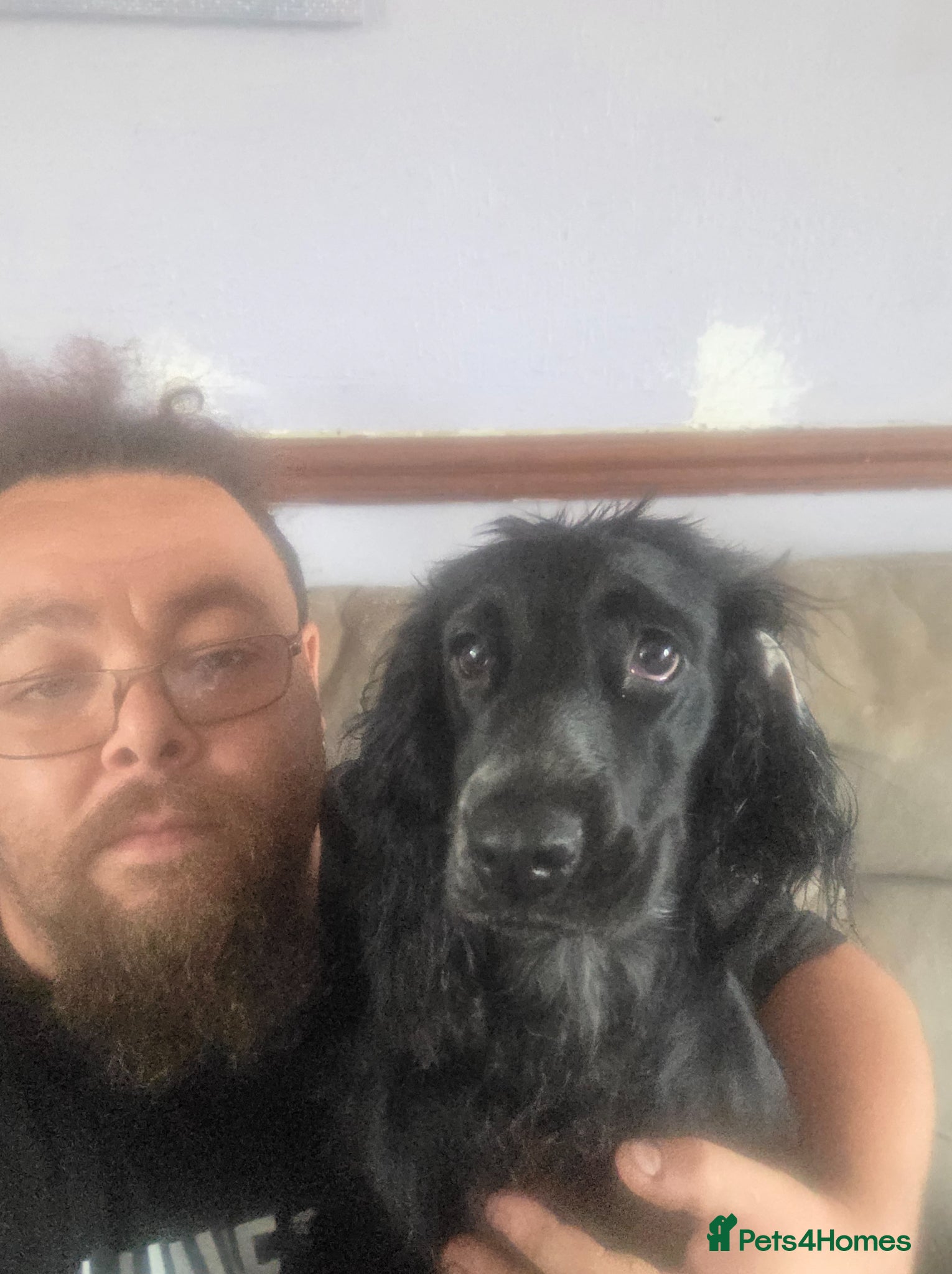 Cocker Spaniel dogs Cocker spaniel puppy, 9 months old - Advert 1