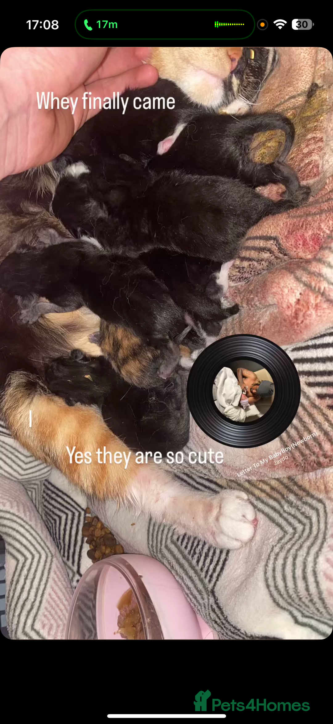 Mixed Breed cats for sale: Kittens  - Image 7
