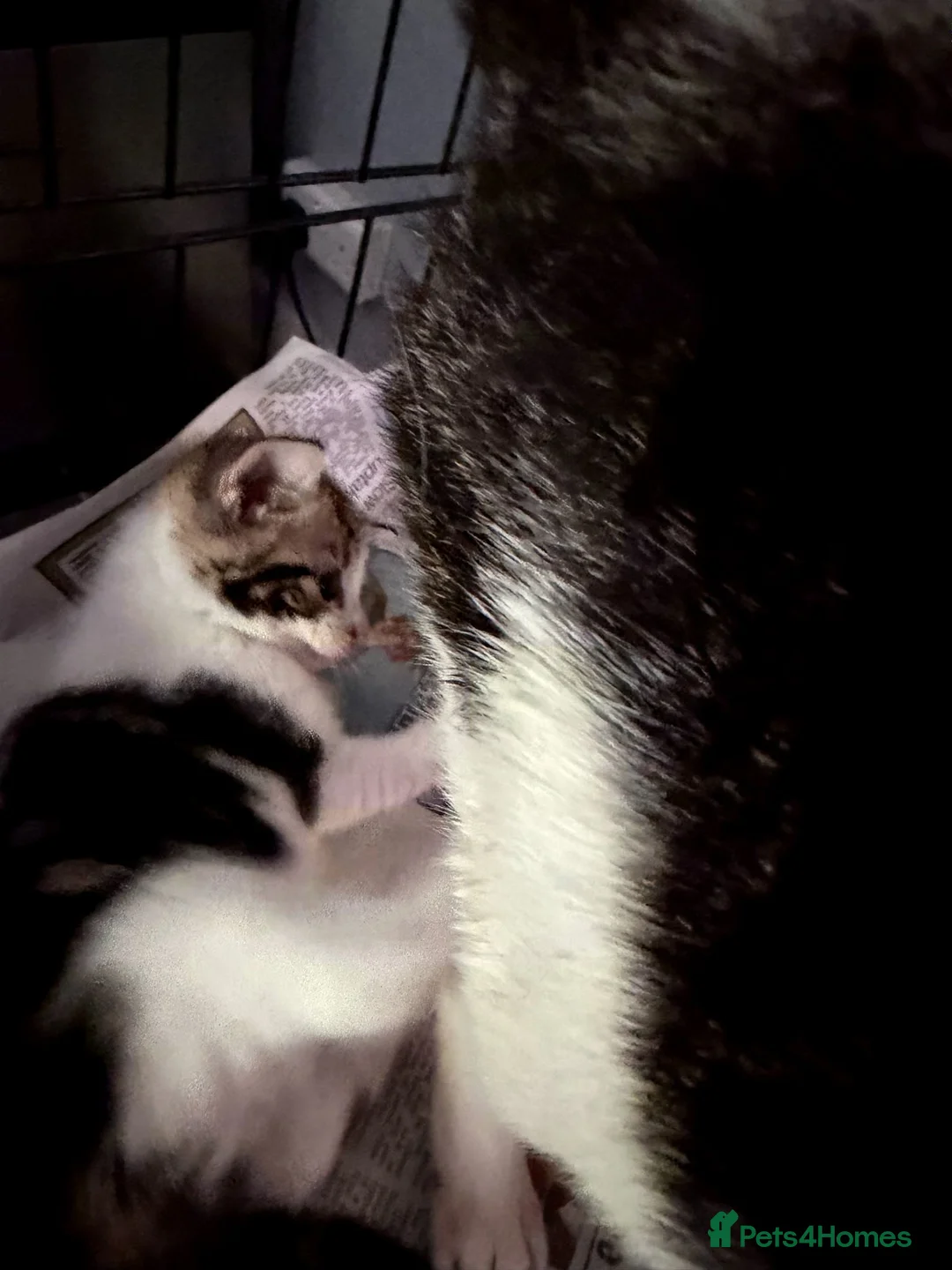 Mixed Breed cats for adoption: Rescue Kittens - Advert 1