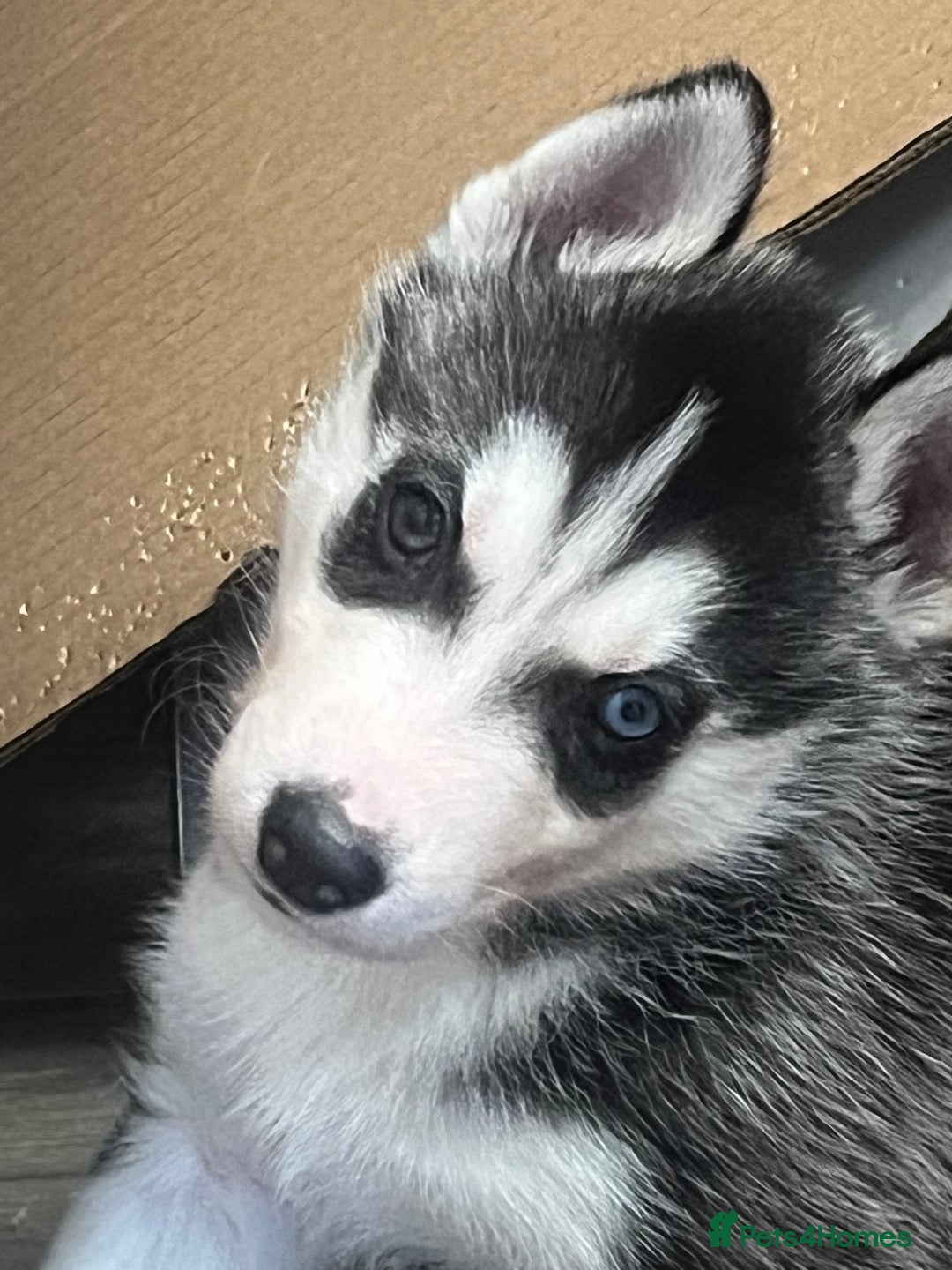 Siberian Husky dogs for sale: Siberian Husky puppies  - Advert 13