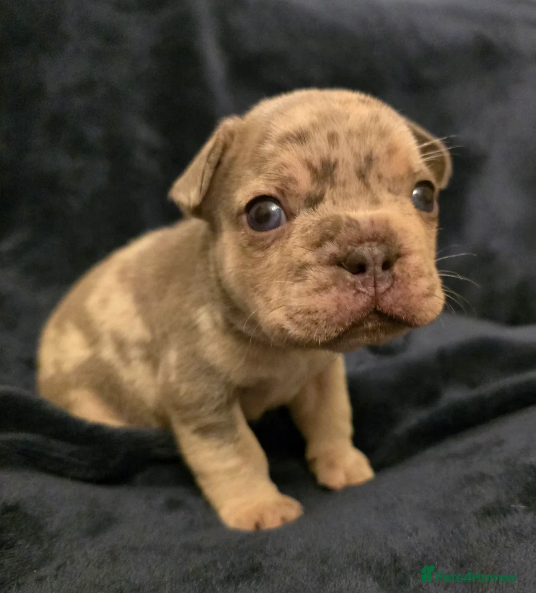 French Bulldog dogs for sale: Chunky Frenchie Puppies  - Advert 27
