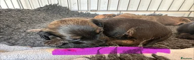 Mixed Breed 5