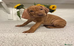 Hungarian Vizsla dogs for sale: Gorgeous KC reg Vizsla puppies - Image 5