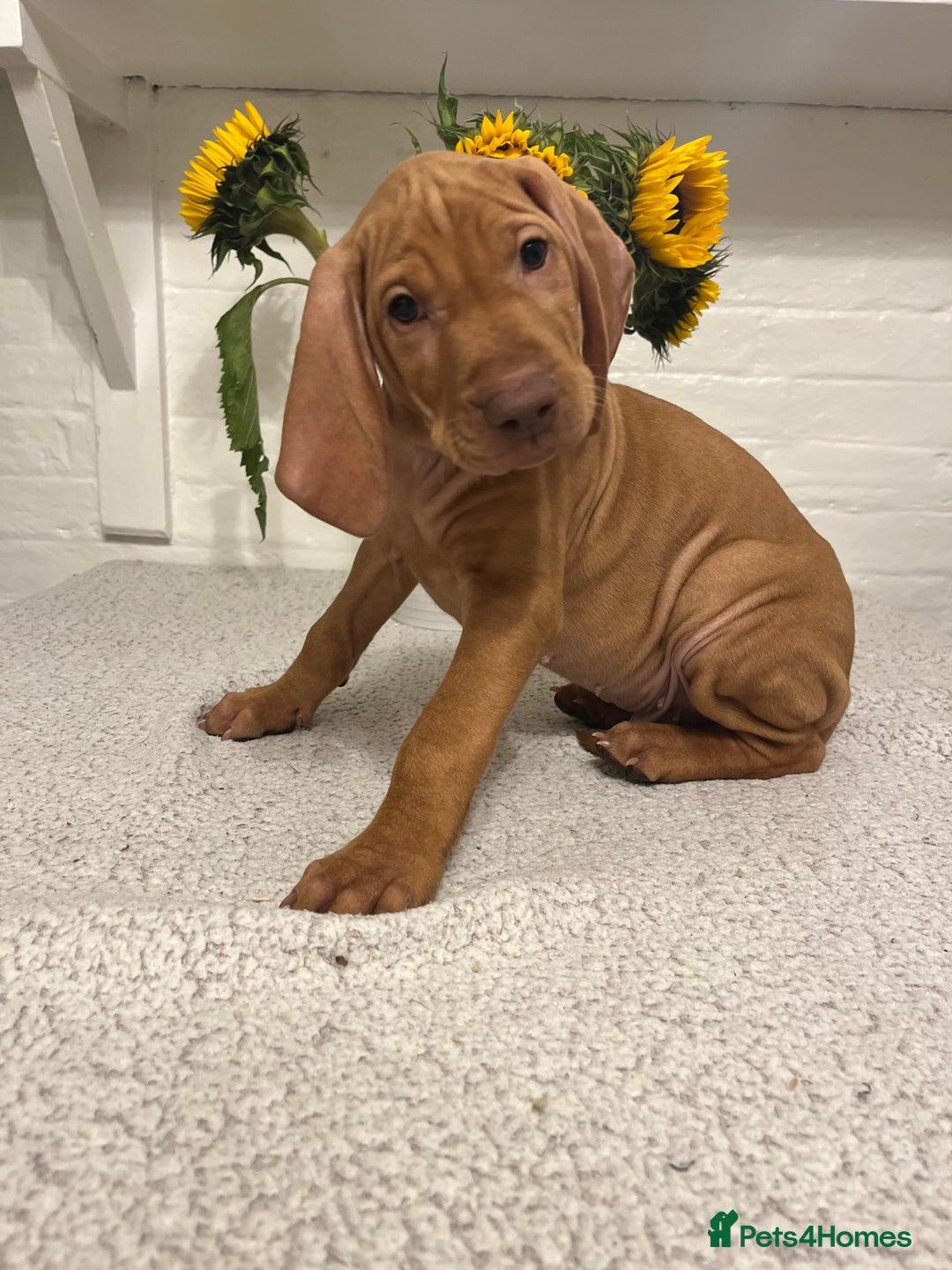 Hungarian Vizsla dogs for sale: Gorgeous KC reg Vizsla puppies - Image 5