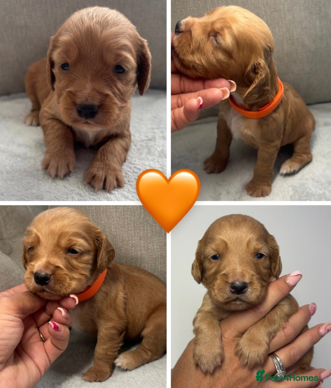 Cocker Spaniel dogs for sale: Cocker Spaniel Pups - Image 6
