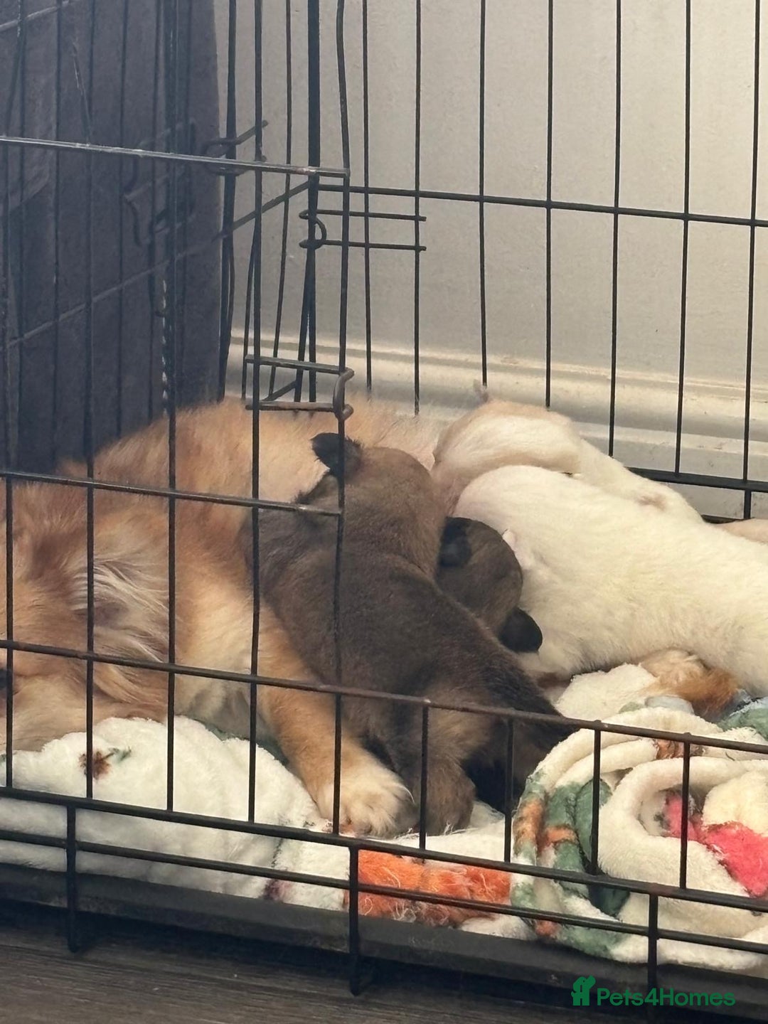 Pomchi dogs for sale: Ready to go 16/07/25  OPEN TO OFFERS - Image 6