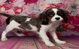 Cavalier King Charles Spaniel dogs for sale: Merle cavalier King Charles  - Image 3